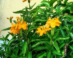 Tapeta Nature Flowers 638.jpg